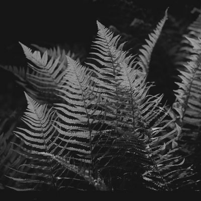 Ferns catching sunlight